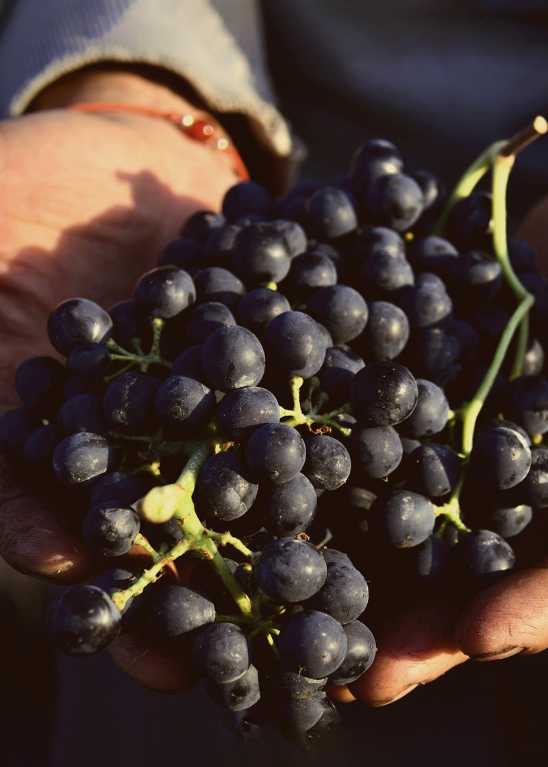 Grapes in hands