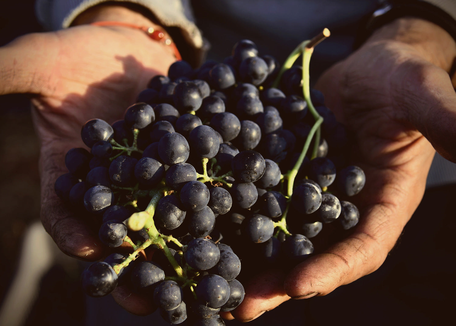 Grapes in hands